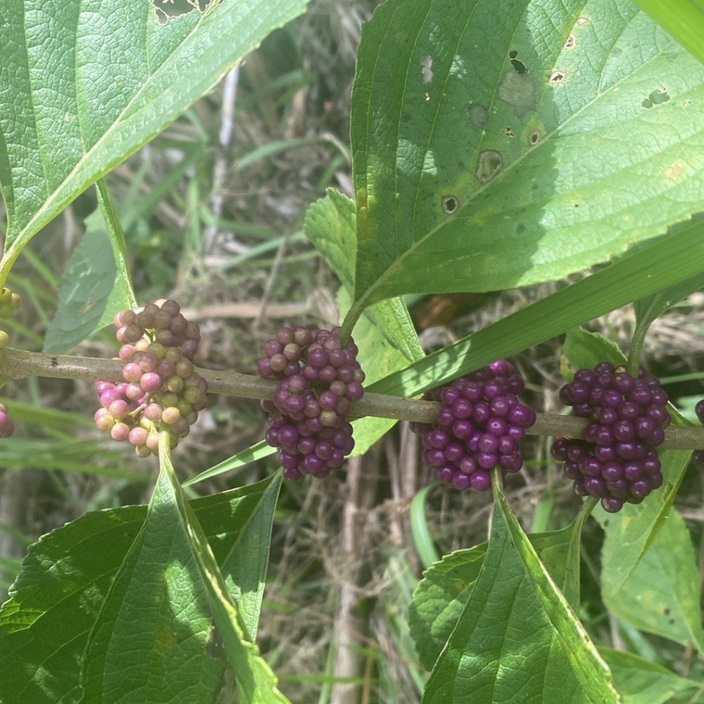 Wild berry seeds